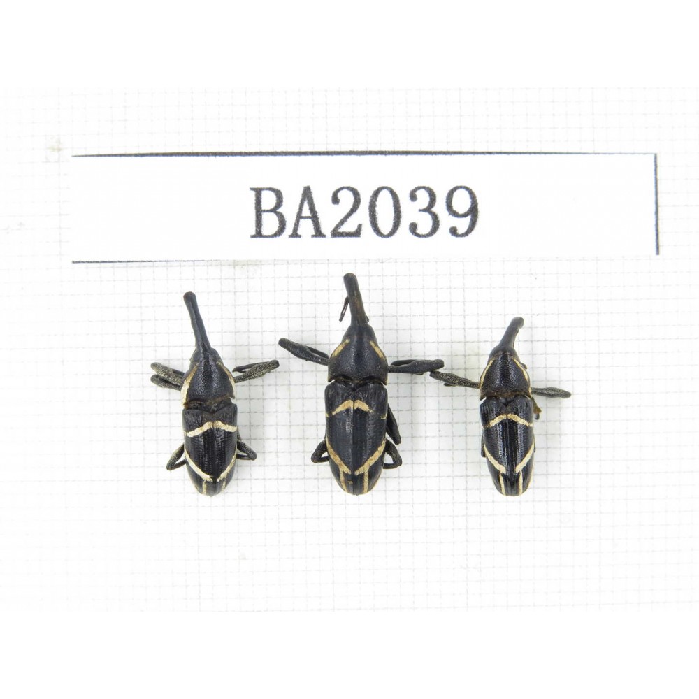 Curculionidae sp. Indonesia, Yapen Island. 3Pcs. BA2039.