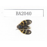 Homoptera sp. Indonesia, Yapen Island. 1Pcs. BA2040.