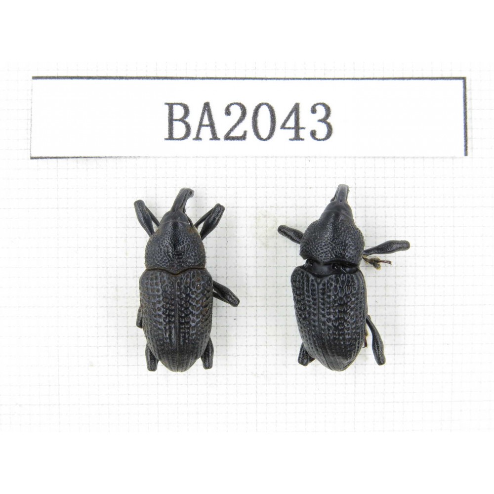 Curculionidae sp. Indonesia, Yapen Island. 2Pcs. BA2043.