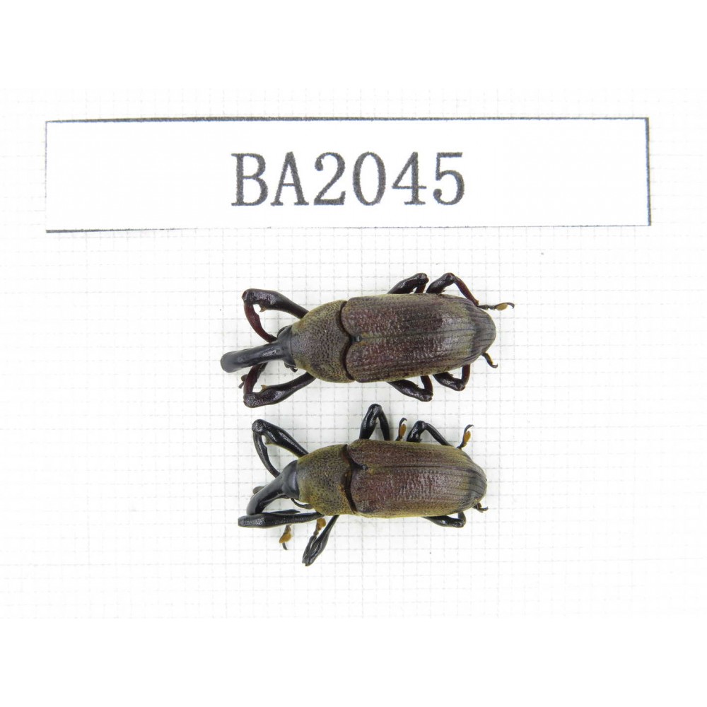 Curculionidae sp. Indonesia, Yapen Island. 2Pcs. BA2045.
