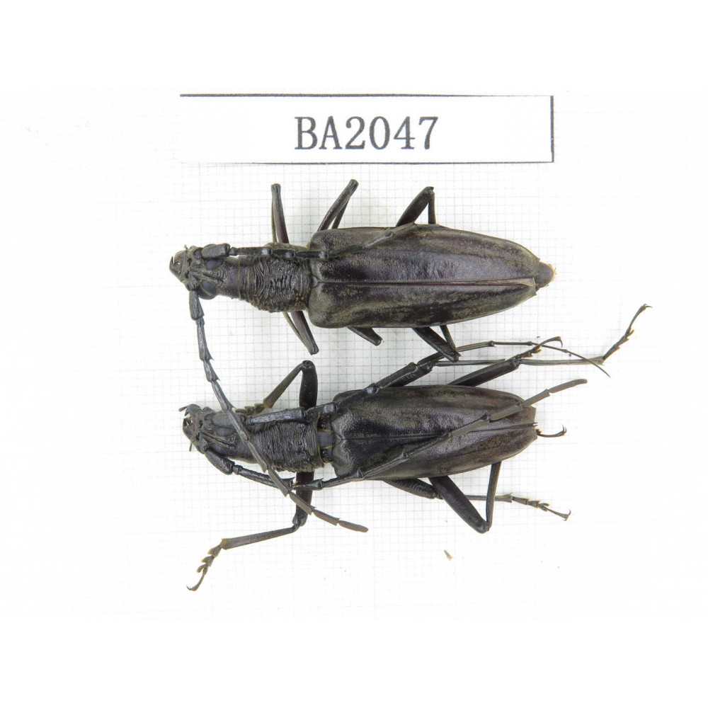 Cerambycidae sp. Indonesia, Yapen Island. 2Pcs. BA2047.