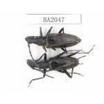 Cerambycidae sp. Indonesia, Yapen Island. 2Pcs. BA2047.
