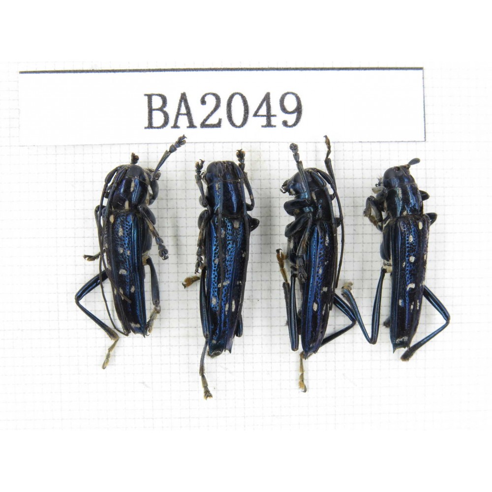 Cerambycidae sp. Indonesia, Yapen Island. 4Pcs. BA2049.