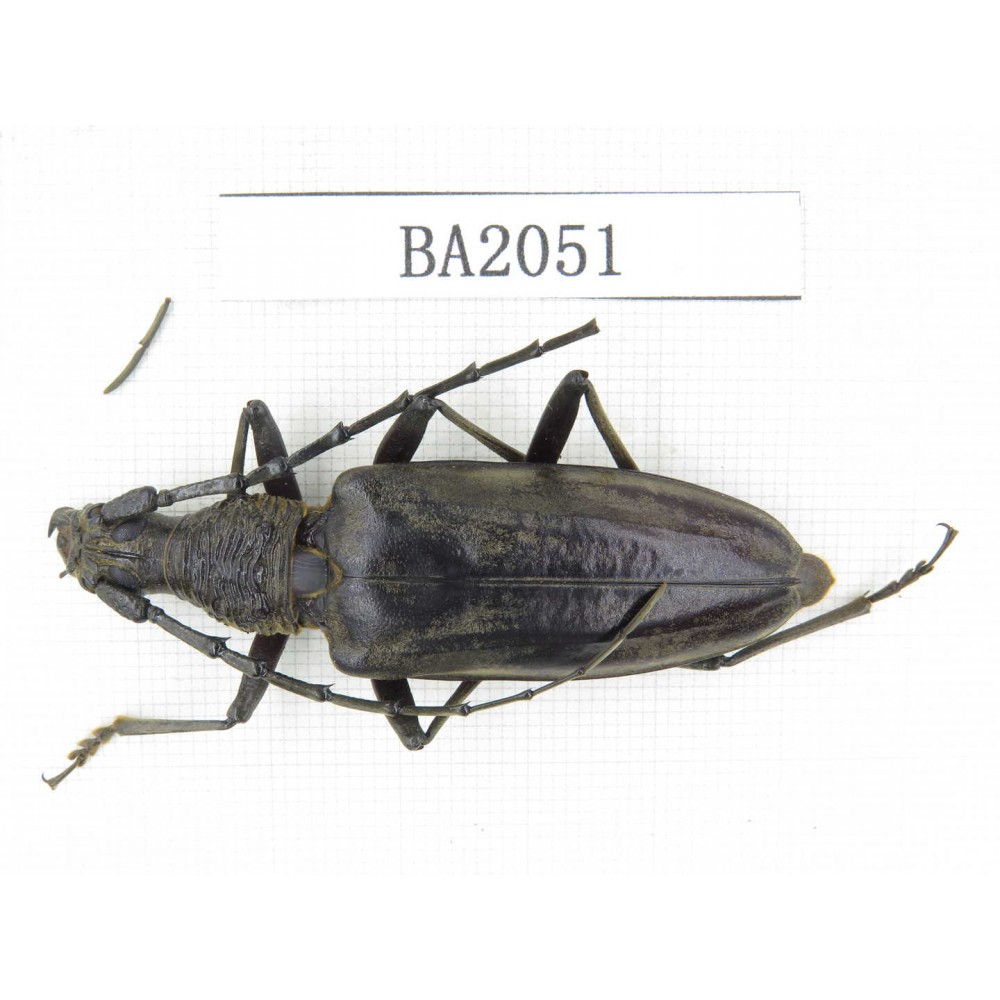 Cerambycidae sp. Indonesia, Yapen Island. 1Pcs. BA2051.