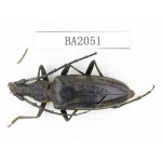 Cerambycidae sp. Indonesia, Yapen Island. 1Pcs. BA2051.