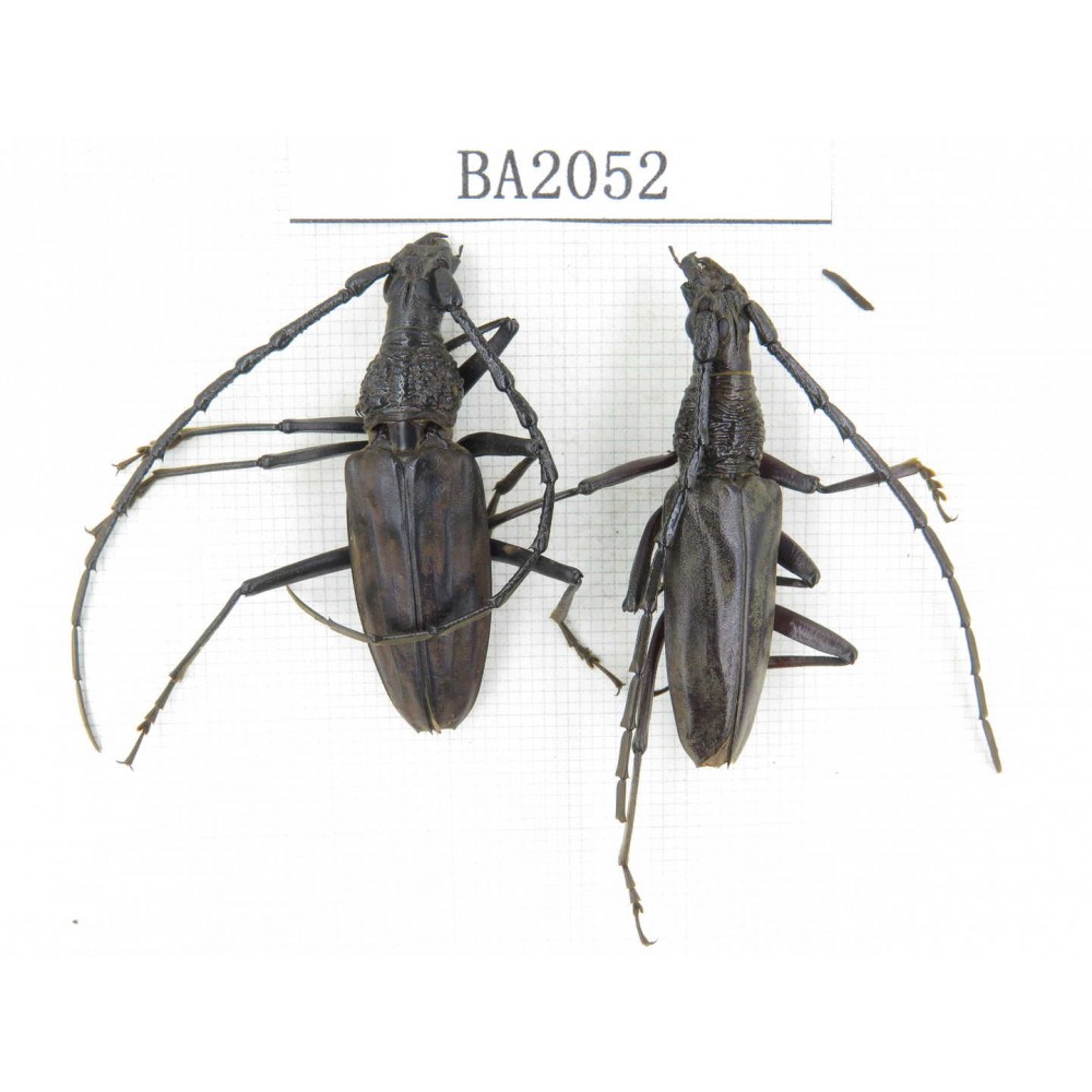 Cerambycidae sp. Indonesia, Yapen Island. 2Pcs. BA2052.