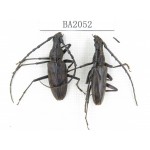 Cerambycidae sp. Indonesia, Yapen Island. 2Pcs. BA2052.