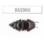 Prosopocoilus sp. Indonesia, Yapen Island. 1M. BA2065.