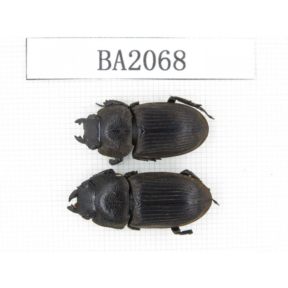 Dorcus sp. Indonesia, Yapen Island. 2F. BA2068.