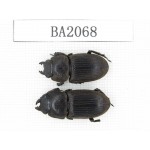Dorcus sp. Indonesia, Yapen Island. 2F. BA2068.