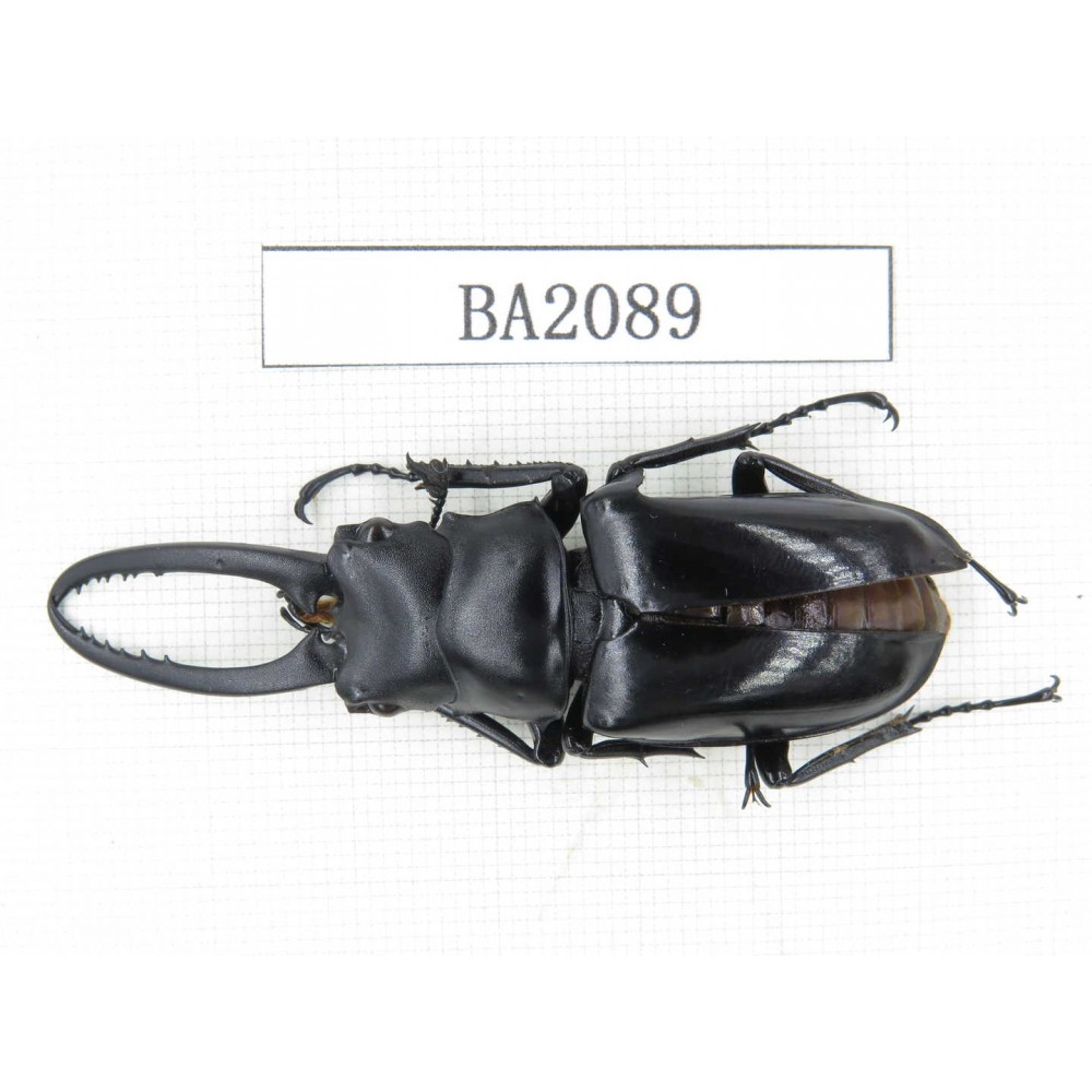 Prosopocoilus sp. China, Guangdong, Mt.Nanling. 1M. BA2089.