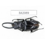 Prosopocoilus sp. China, Guangdong, Mt.Nanling. 1M. BA2089.