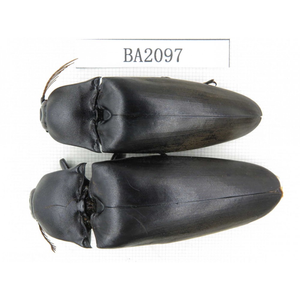 Elateridae sp. China, Guangdong, Mt.Nanling. 2Pcs. BA2097.