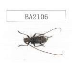 Cerambycidae sp. China, Guangdong, Mt.Nanling. 1Pcs. BA2106.