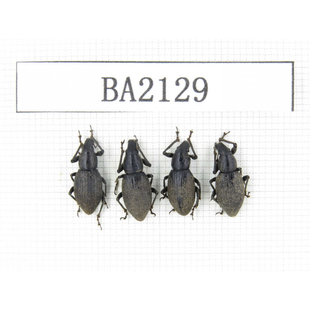 Curculionidae sp. China, Tibet, Linzhi, Bomi county. 4Pcs. BA2129.