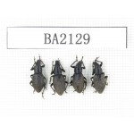 Curculionidae sp. China, Tibet, Linzhi, Bomi county. 4Pcs. BA2129.
