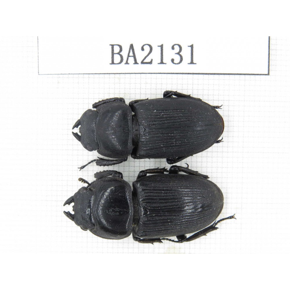 Dorcus sp. China, Tibet, Linzhi, Bomi county. 2F. BA2131.