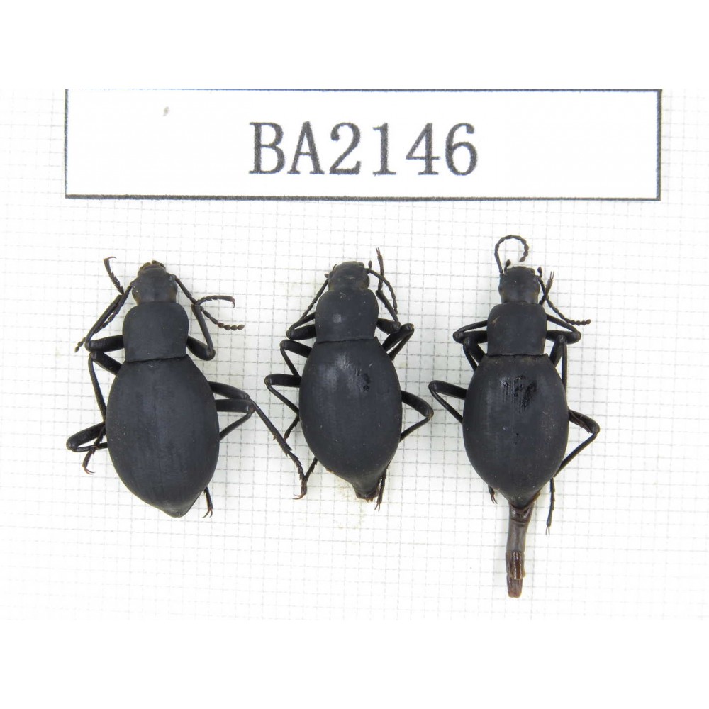 Tenebrionidae sp. China, Tibet, Linzhi, Bomi county. 3Pcs. BA2146.