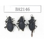 Tenebrionidae sp. China, Tibet, Linzhi, Bomi county. 3Pcs. BA2146.