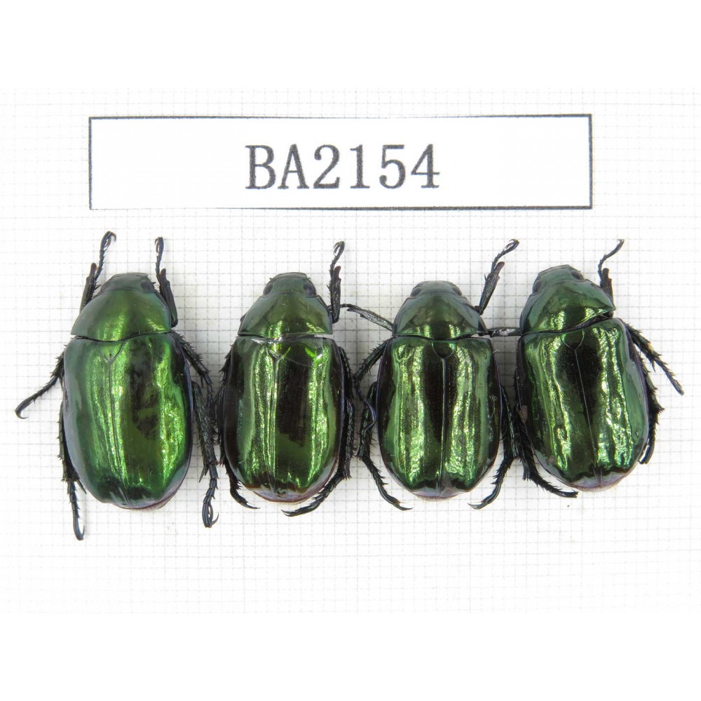 Rutelidae sp. China, Tibet, Linzhi, Bomi county. 4Pcs. BA2154.