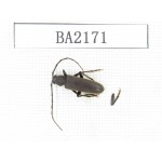 Cerambycidae sp. China, Tibet, Linzhi, Bomi county. 1Pcs. BA2171.