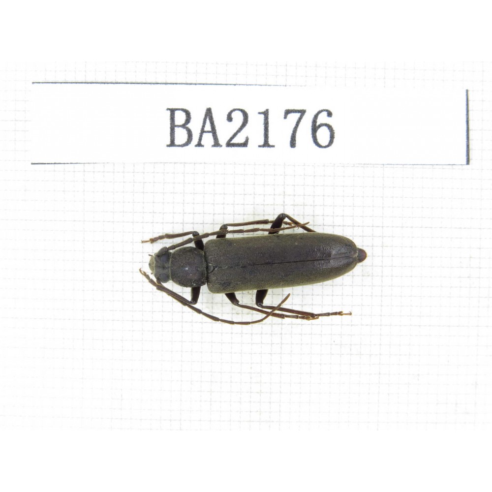 Cerambycidae sp. China, Tibet, Linzhi, Bomi county. 1Pcs. BA2176.