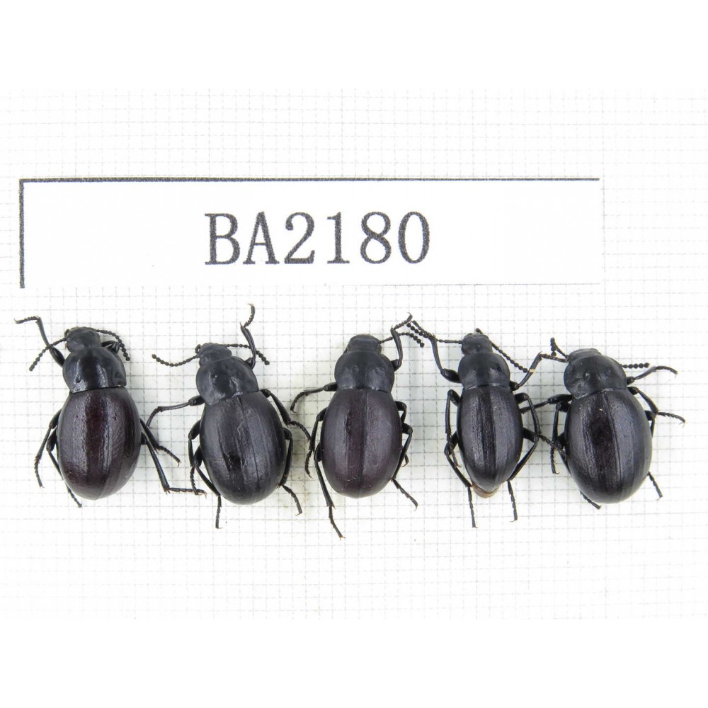 Tenebrionidae sp. China, Tibet, Linzhi, Mt.Serkyla. 5Pcs. BA2180.