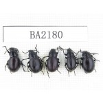 Tenebrionidae sp. China, Tibet, Linzhi, Mt.Serkyla. 5Pcs. BA2180.