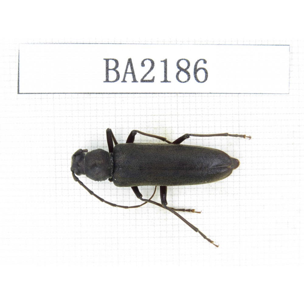 Cerambycidae sp. China, Tibet, Linzhi, Bomi county. 1Pcs. BA2186.