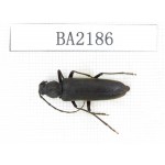 Cerambycidae sp. China, Tibet, Linzhi, Bomi county. 1Pcs. BA2186.
