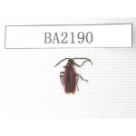 Coleoptera sp. China, Yunnan, Dali, Fengyi. 1Pcs. BA2190.