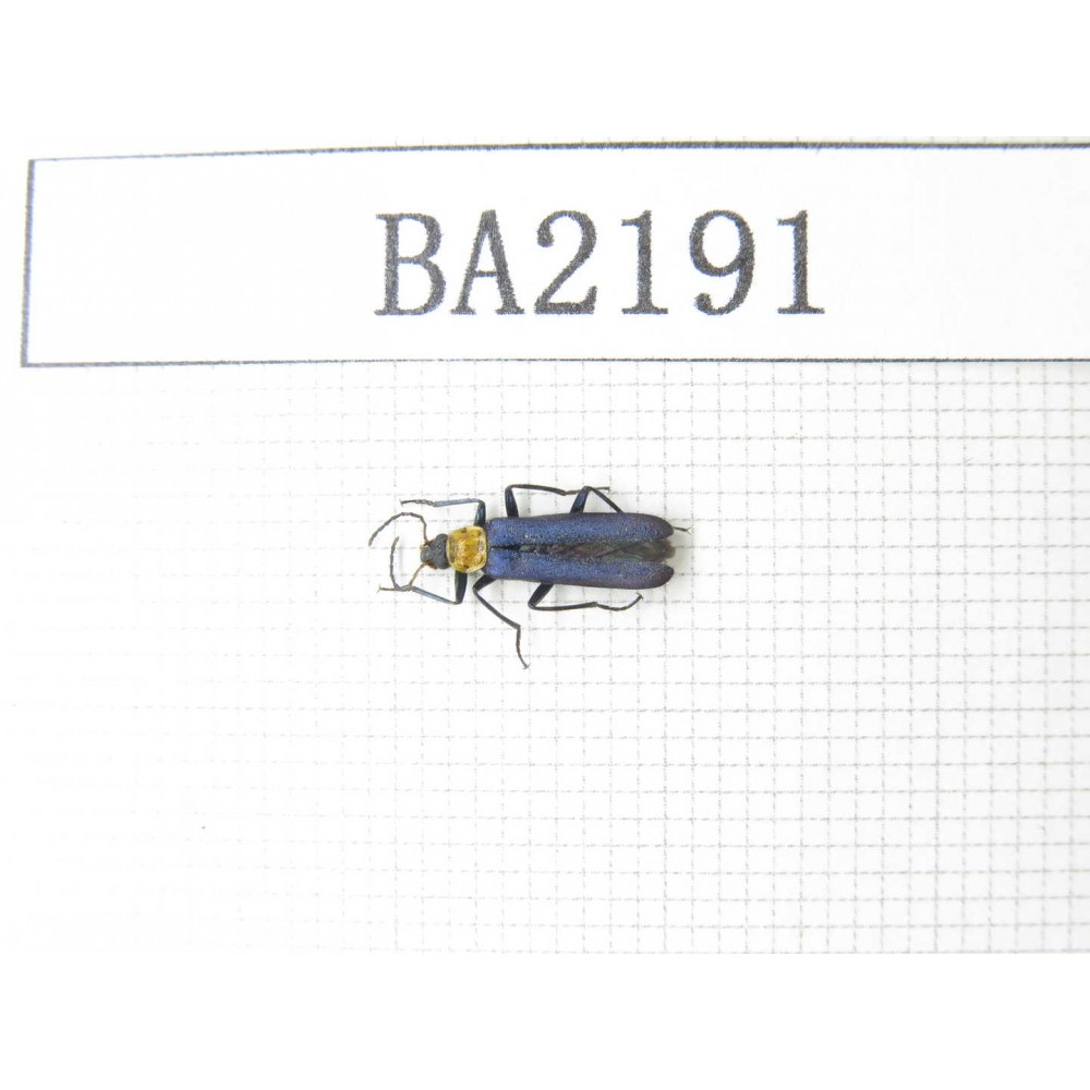 Coleoptera sp. China, Yunnan, Dali, Fengyi. 1Pcs. BA2191.