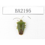 Hemiptera sp. China, Yunnan, Lijiang, W of Yulong county. 1Pcs. BA2195.