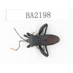 Hemiptera sp. China, Sichuan, Batang county. 1Pcs. BA2198.