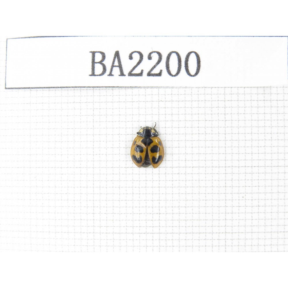 Coleoptera sp. China, Tibet, Qamdo, Jiangda county. 1Pcs. BA2200.