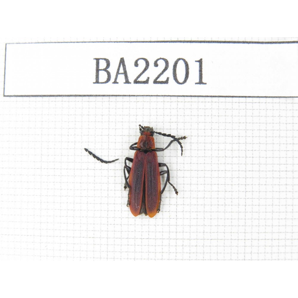 Coleoptera sp. China, Tibet, Qamdo, Jiangda county. 1Pcs. BA2201.