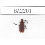 Coleoptera sp. China, Tibet, Qamdo, Jiangda county. 1Pcs. BA2201.