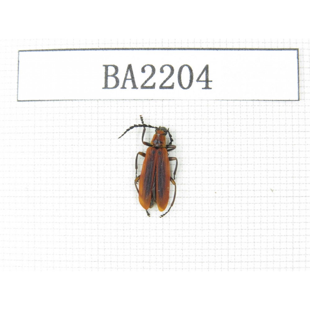 Coleoptera sp. China, Yunnan, Xiangerila, Mt.Meilixueshan. 1Pcs. BA2204.