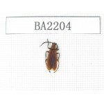 Coleoptera sp. China, Yunnan, Xiangerila, Mt.Meilixueshan. 1Pcs. BA2204.