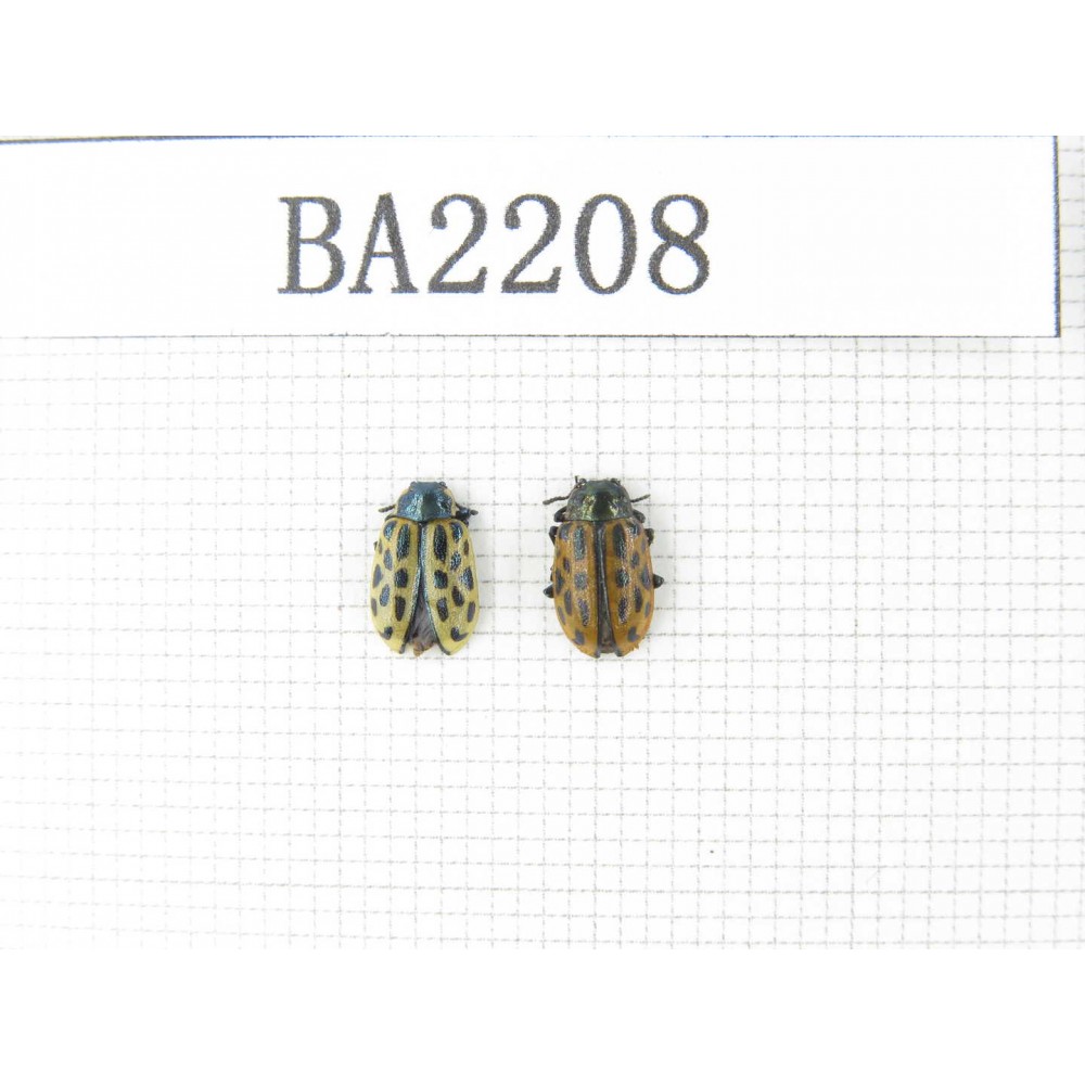 Coleoptera sp. China, Yunnan, Xiangerila, Mt.Daxueshan. 2Pcs. BA2208.
