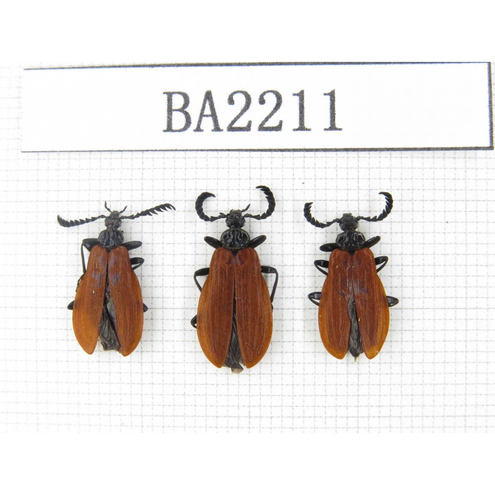 Coleoptera sp. China, Yunnan, Lijiang, W of Yulong county. 3Pcs. BA2211.