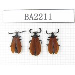 Coleoptera sp. China, Yunnan, Lijiang, W of Yulong county. 3Pcs. BA2211.