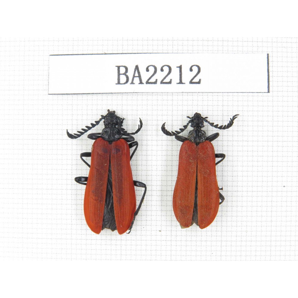 Coleoptera sp. China, Yunnan, Lijiang, W of Yulong county. 2Pcs. BA2212.