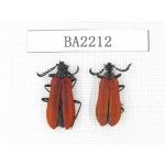 Coleoptera sp. China, Yunnan, Lijiang, W of Yulong county. 2Pcs. BA2212.