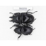 Neolucanus sp. China, Guizhou, Qiandongnan, Mt.Leigongshan. 1P. BA2233.
