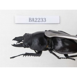 Neolucanus sp. China, Guizhou, Qiandongnan, Mt.Leigongshan. 1P. BA2233.