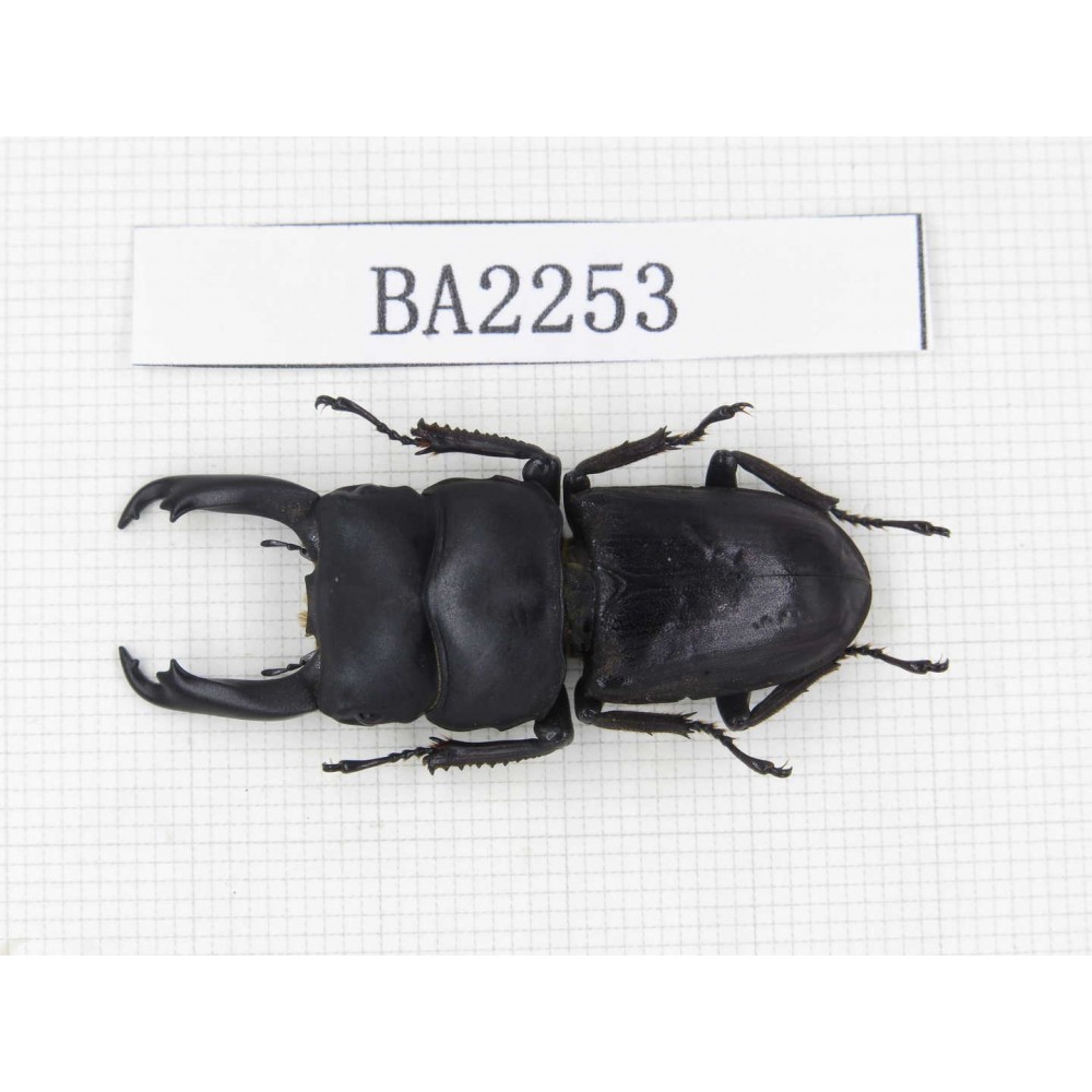 Dorcus sp. China, Guizhou, Qiandongnan, Mt.Leigongshan. 1M. BA2253.