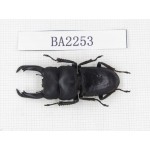 Dorcus sp. China, Guizhou, Qiandongnan, Mt.Leigongshan. 1M. BA2253.