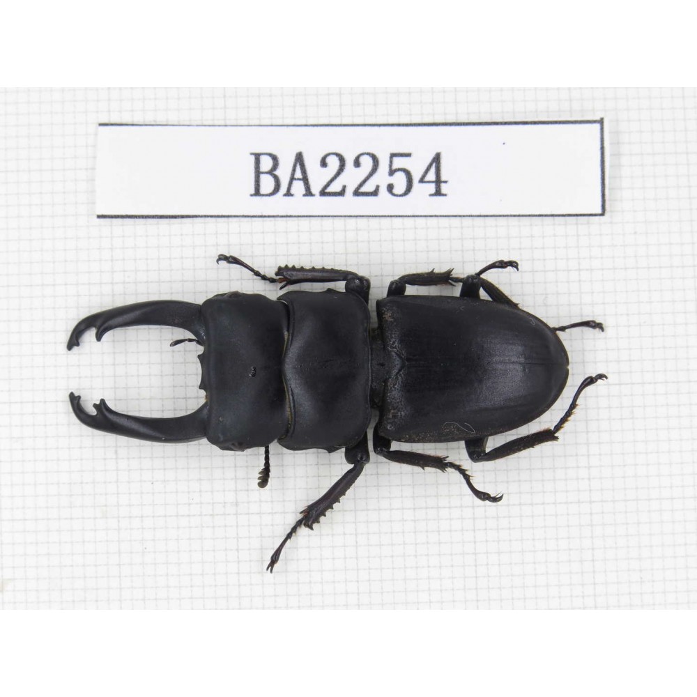 Dorcus sp. China, Guizhou, Qiandongnan, Mt.Leigongshan. 1M. BA2254.