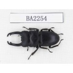 Dorcus sp. China, Guizhou, Qiandongnan, Mt.Leigongshan. 1M. BA2254.